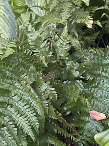 Dryopteris erythrosora observed 2026-10-26