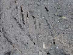 Aphelocoma californica