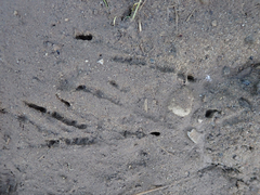 Aphelocoma californica