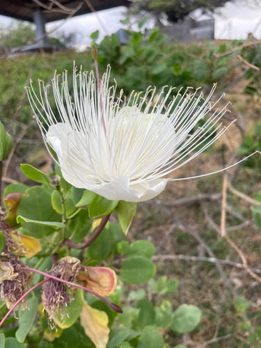 Capparis observed 2026-10-26