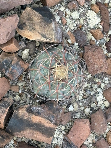 Echinocactus horizonthalonius, 2026-10-24