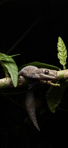 Gecko observed 2026-10-26