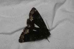 Catephia alchymista