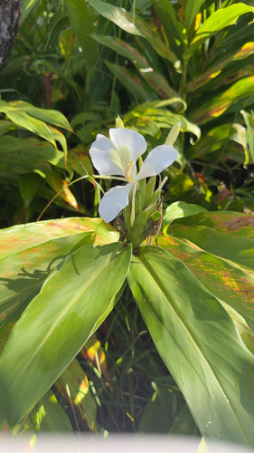 Hedychium coronarium observed 2026-10-26