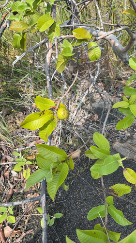 Psidium guajava observed 2026-10-26