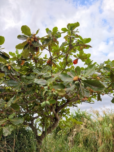 Terminalia observed 2026-10-27