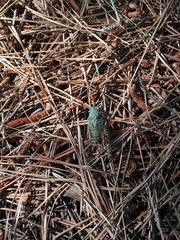 Neocicada hieroglyphica