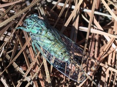 Neocicada hieroglyphica