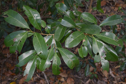 Litsea fawcettiana observed 2026-08-25