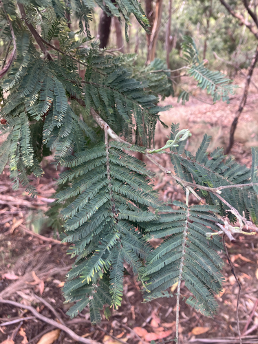 Acacia dealbata observed 2026-10-27