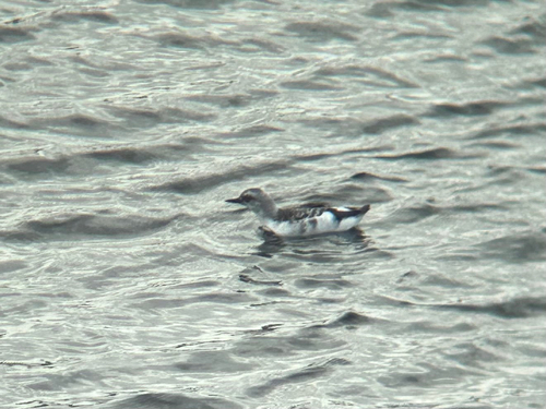 Cepphus columba, 2026-10-26