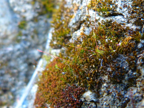 Image of Vinealobryum vineale by (c) Zack Abbey, some rights reserved (CC BY)