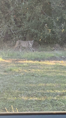 Lynx rufus, 2026-10-26