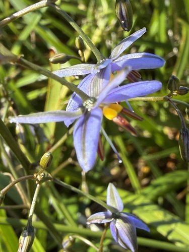 Dianella revoluta observed 2026-10-27