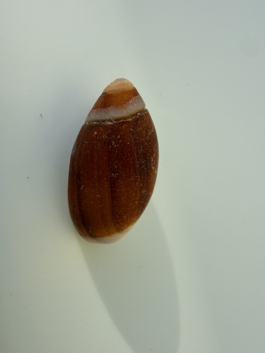 Olivella observed 2026-10-26