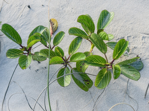 Ipomoea pes-caprae observed 2026-10-26