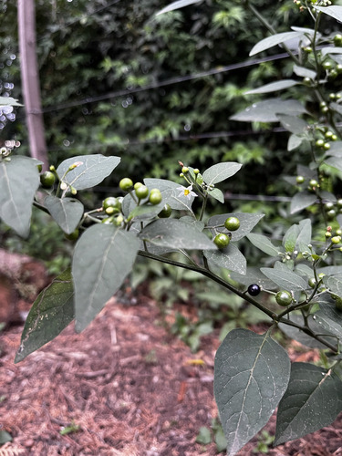 Solanum americanum observed 2026-10-24