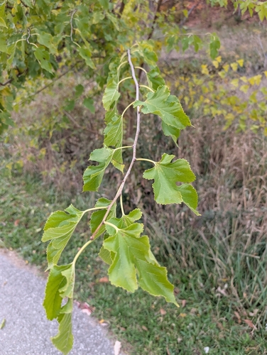 Morus alba observed 2026-10-26