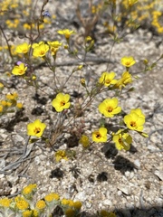 Leptosiphon chrysanthus