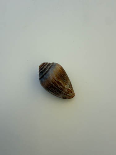 Conus observed 2026-10-26