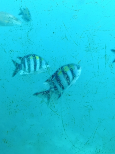 Abudefduf vaigiensis observed 2026-10-26