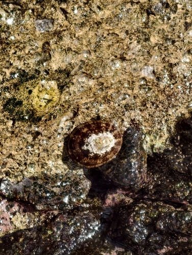Cellana testudinaria observed 2026-10-26