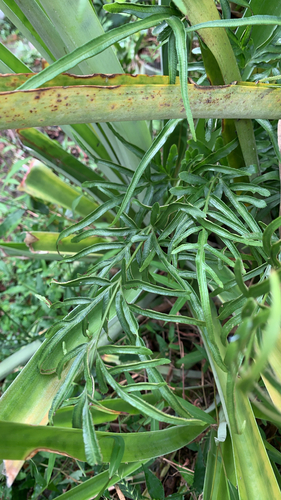 Pteris ensiformis observed 2026-10-27