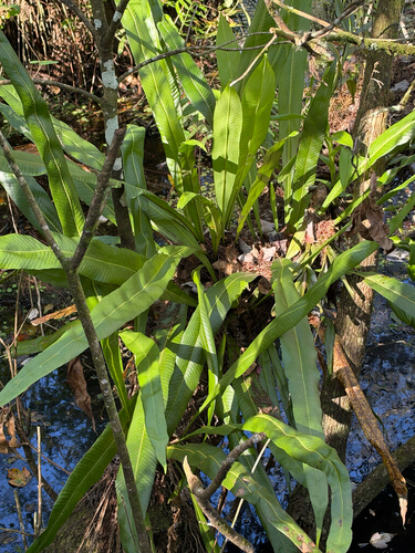 Campyloneurum phyllitidis observed 2026-10-24