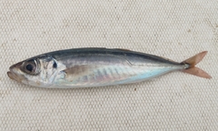 Trachurus picturatus