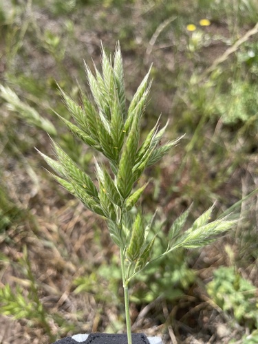 Bromus hordeaceus observed 2026-10-27