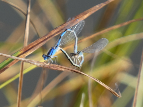 Agrion observed 2026-10-26