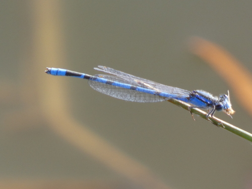 Agrion observed 2026-10-26