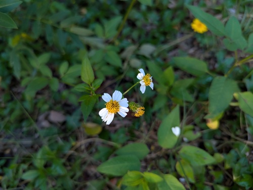 Bidens pilosa observed 2026-10-26