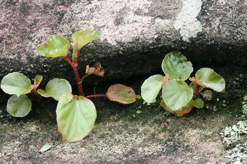 Begonia observed 2026-10-26