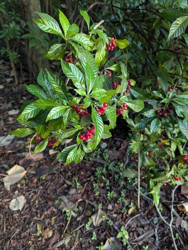 Psychotria observed 2026-10-26