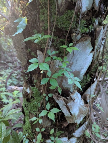 Parthenocissus, 2026-10-26