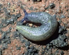 Tandonia budapestensis