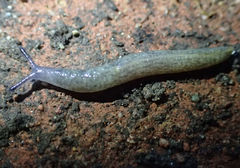 Tandonia budapestensis