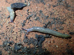 Tandonia budapestensis