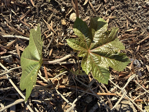 Ricinus communis observed 2026-10-26