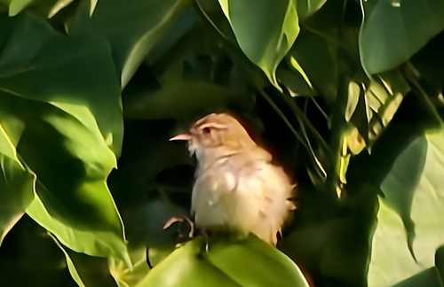 Prinia inornata observed 2026-10-27
