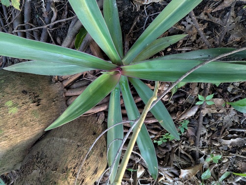 Tradescantia spathacea observed 2026-10-26