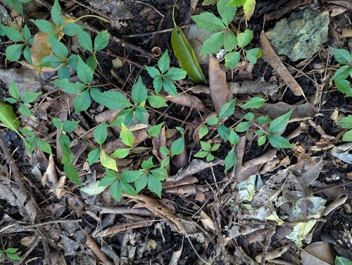 Parthenocissus, 2026-10-26