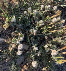Gomphrena caespitosa
