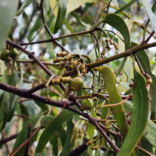 Amyema pendula observed 2026-10-27