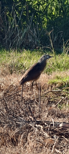 Gorsachius melanolophus, 2026-10-27