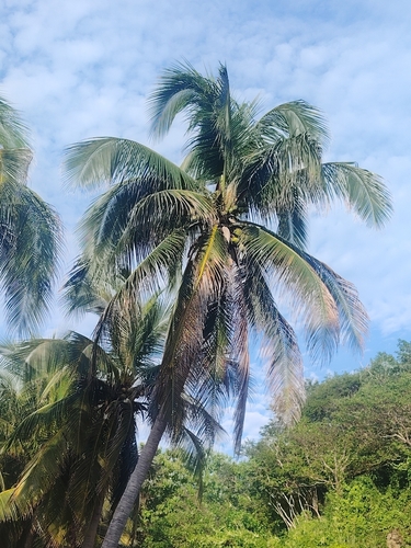 Cocos nucifera observed 2026-10-26
