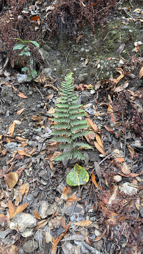 Dryopteris arguta, 2026-10-26