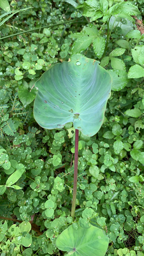 Colocasia esculenta observed 2026-10-27