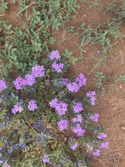 Glandularia latilobata